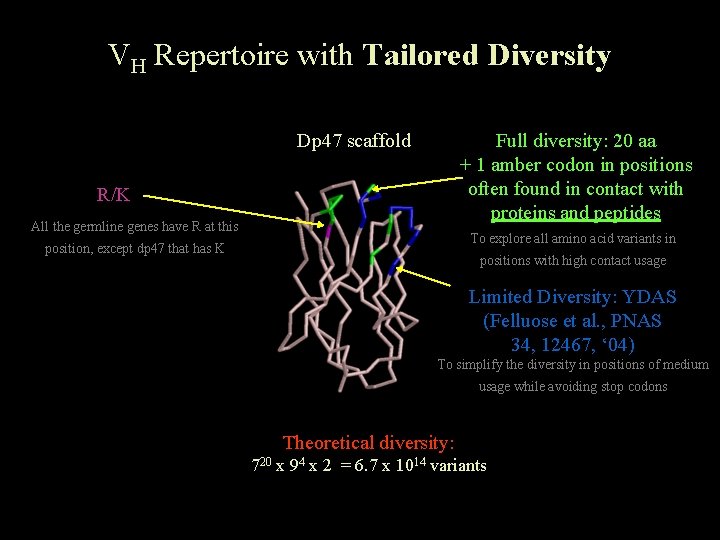 VH Repertoire with Tailored Diversity Dp 47 scaffold Full diversity: 20 aa + 1