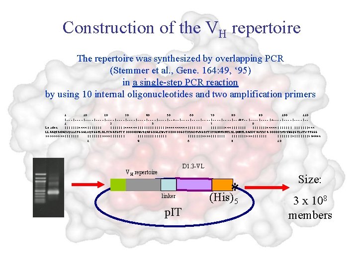 Construction of the VH repertoire The repertoire was synthesized by overlapping PCR (Stemmer et