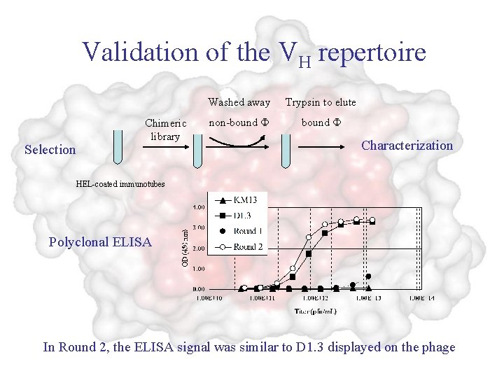 Validation of the VH repertoire Selection Chimeric library Washed away Trypsin to elute non-bound