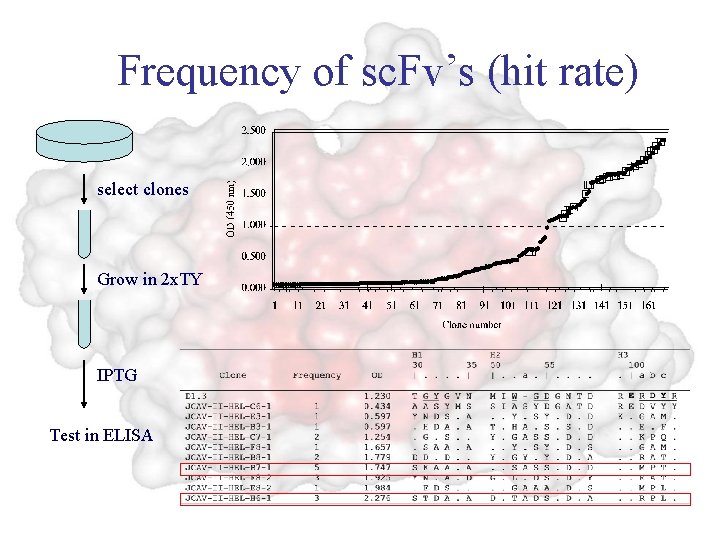 Frequency of sc. Fv’s (hit rate) select clones Grow in 2 x. TY IPTG