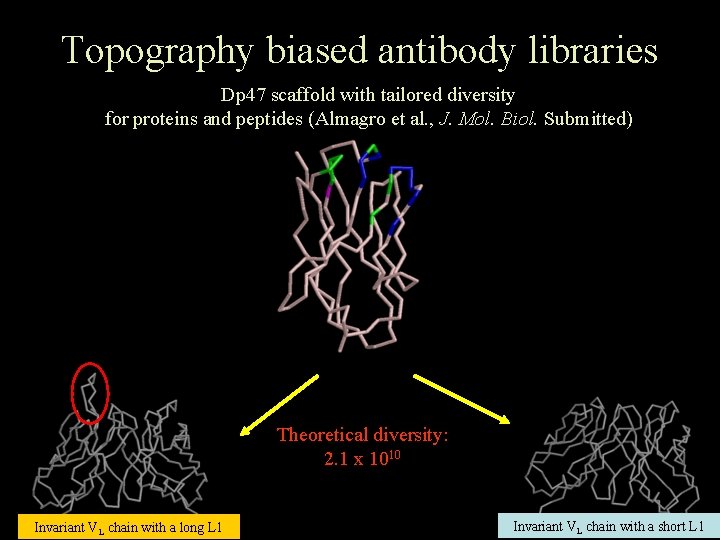 Topography biased antibody libraries Dp 47 scaffold with tailored diversity for proteins and peptides