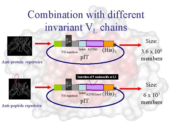 Combination with different invariant VL chains VH repertoire linker A 27/Jk 1 p. IT