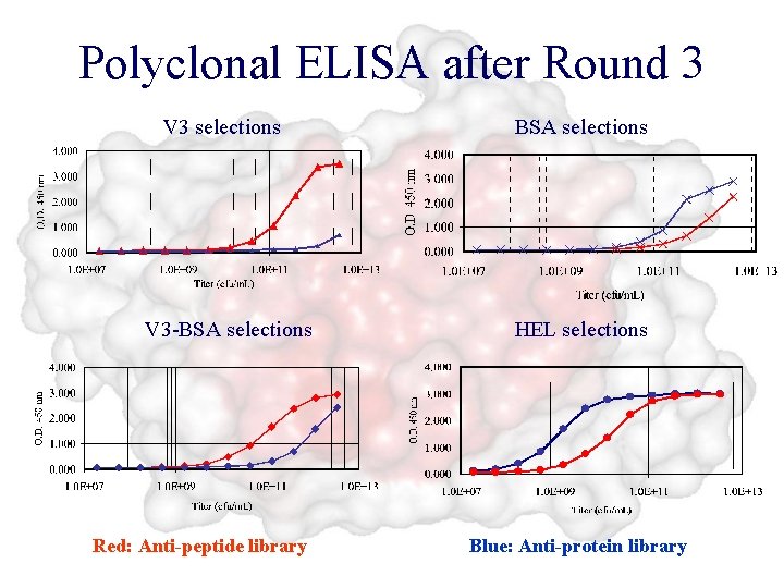 Polyclonal ELISA after Round 3 V 3 selections BSA selections V 3 -BSA selections