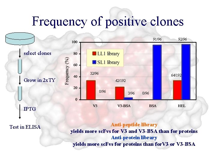 Frequency of positive clones 91/96 92/96 select clones 32/96 64/192 Grow in 2 x.