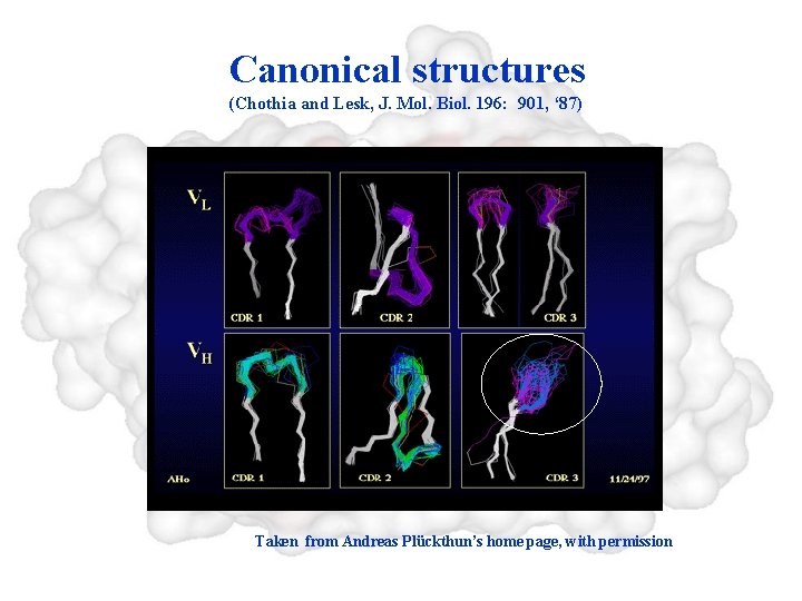 Canonical structures (Chothia and Lesk, J. Mol. Biol. 196: 901, ‘ 87) Taken from