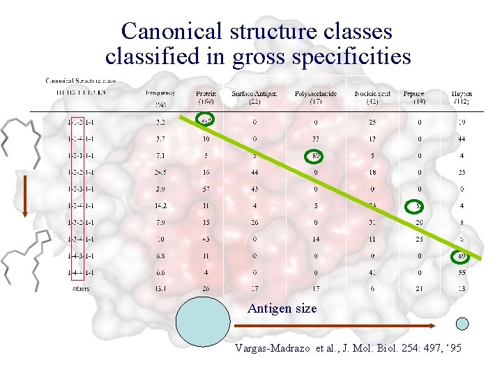 Canonical structure classes classified in gross specificities Antigen size Vargas-Madrazo et al. , J.