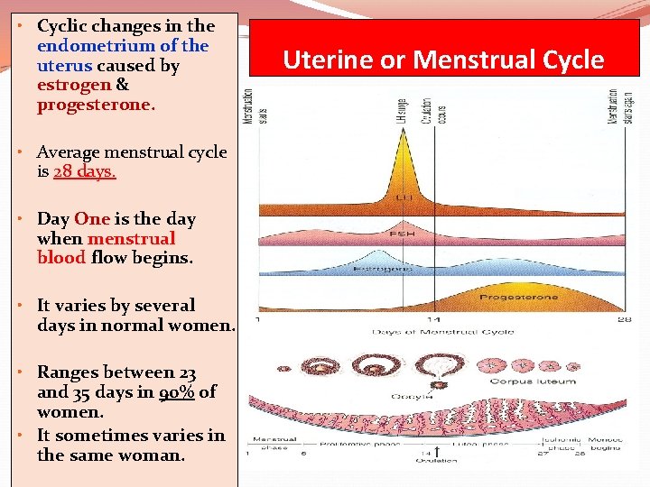  • Cyclic changes in the endometrium of the uterus caused by estrogen &