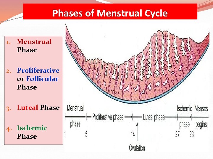 Phases of Menstrual Cycle 1. Menstrual Phase 2. Proliferative or Follicular Phase 3. Luteal