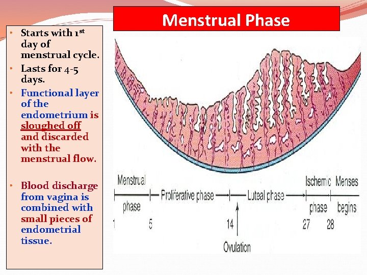  • Starts with 1 st day of menstrual cycle. • Lasts for 4
