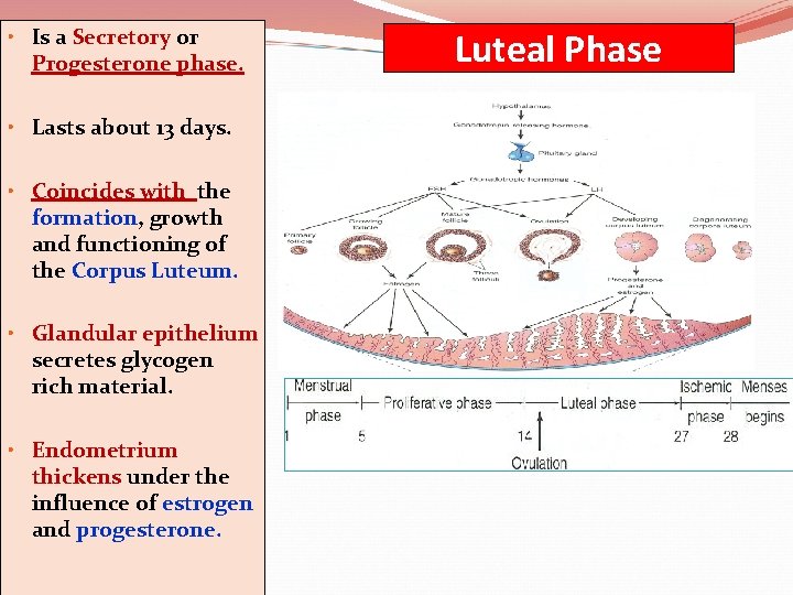  • Is a Secretory or Progesterone phase. • Lasts about 13 days. •