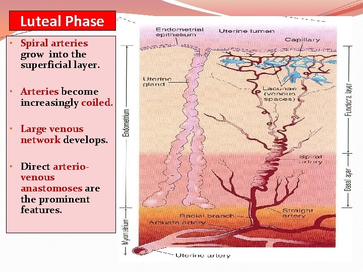 Luteal Phase • Spiral arteries grow into the superficial layer. • Arteries become increasingly