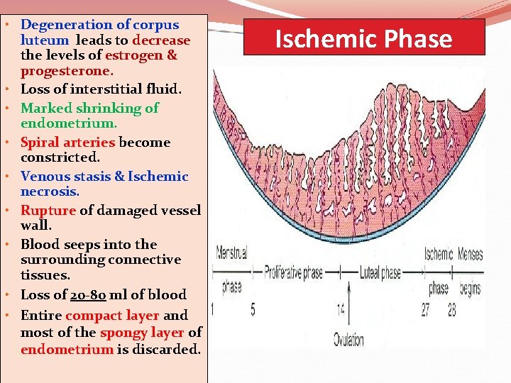  • Degeneration of corpus luteum leads to decrease the levels of estrogen &