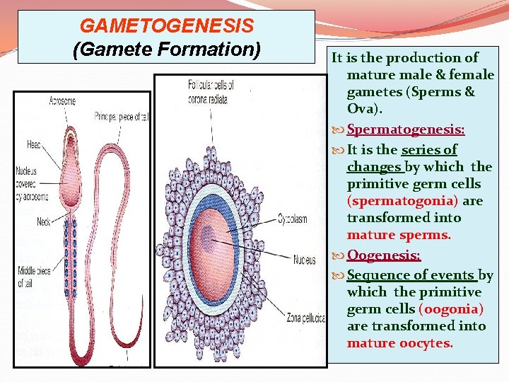 GAMETOGENESIS (Gamete Formation) It is the production of mature male & female gametes (Sperms