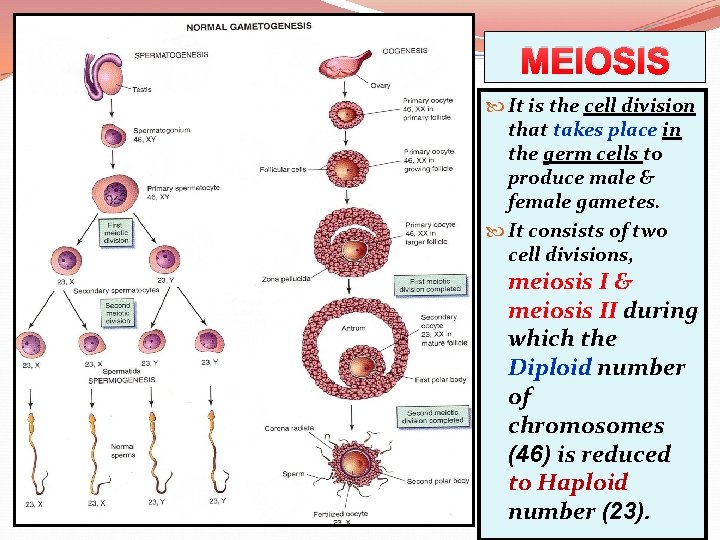 MEIOSIS It is the cell division that takes place in the germ cells to