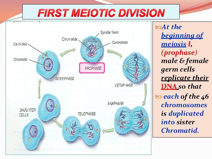 FIRST MEIOTIC DIVISION At the beginning of meiosis I, (prophase) male & female germ