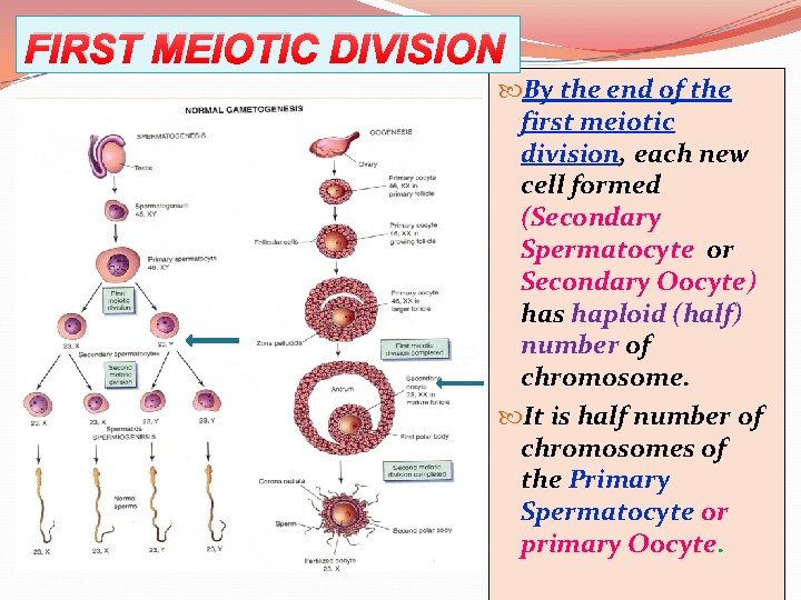 FIRST MEIOTIC DIVISION By the end of the first meiotic division, each new cell