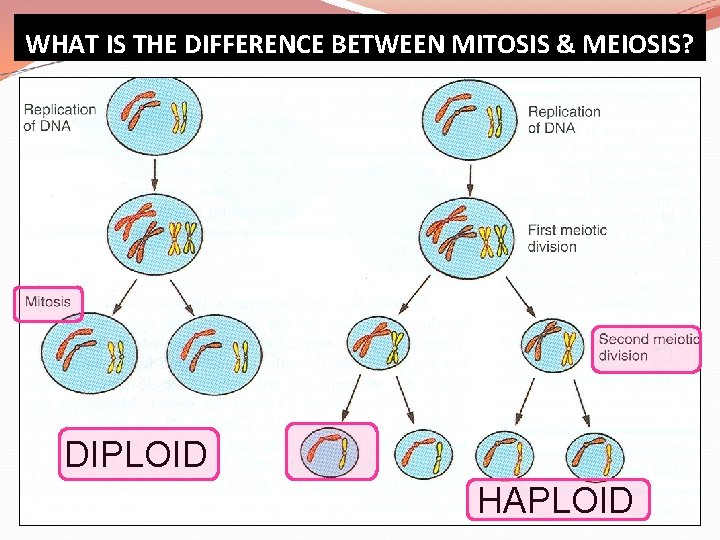 WHAT IS THE DIFFERENCE BETWEEN MITOSIS & MEIOSIS? DIPLOID HAPLOID 