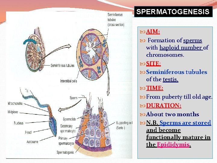 SPERMATOGENESIS AIM: Formation of sperms with haploid number of chromosomes. SITE: Seminiferous tubules of