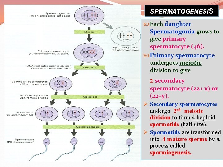 SPERMATOGENESIS Each daughter Spermatogonia grows to give primary spermatocyte (46). Primary spermatocyte undergoes meiotic