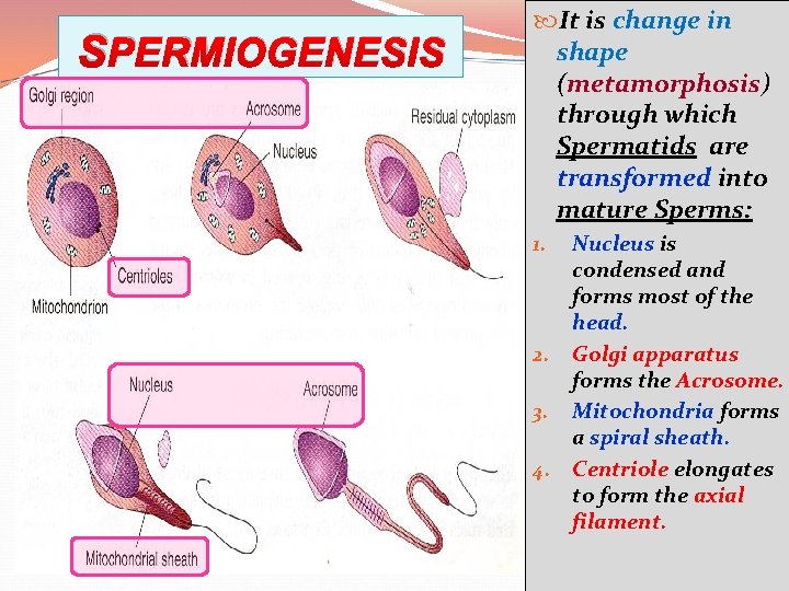 SPERMIOGENESIS It is change in shape (metamorphosis) through which Spermatids are transformed into mature