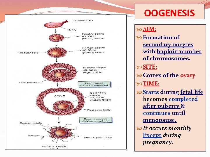 OOGENESIS AIM: Formation of secondary oocytes with haploid number of chromosomes. SITE: Cortex of