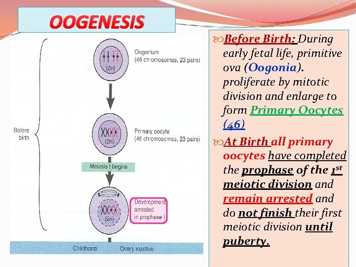 OOGENESIS Before Birth: During early fetal life, primitive ova (Oogonia). proliferate by mitotic division
