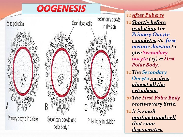 OOGENESIS After Puberty Shortly before ovulation, the Primary Oocyte completes its first meiotic division
