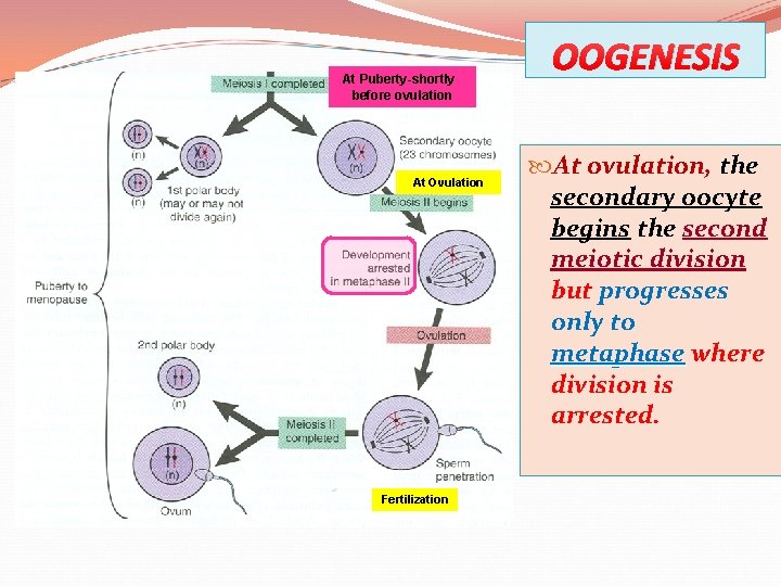 At Puberty-shortly before ovulation At Ovulation Fertilization OOGENESIS At ovulation, the secondary oocyte begins