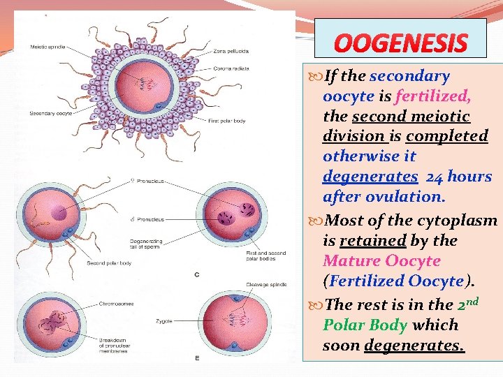 OOGENESIS If the secondary oocyte is fertilized, the second meiotic division is completed otherwise