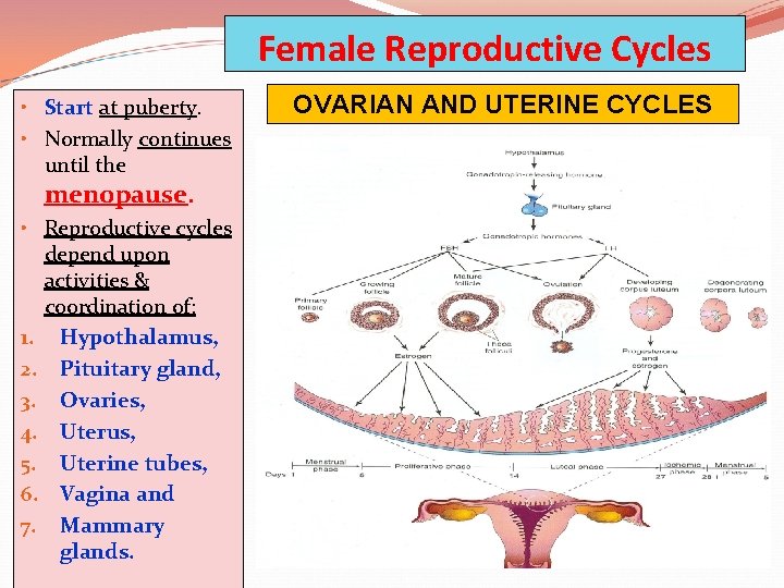 Female Reproductive Cycles • Start at puberty. • Normally continues until the menopause. •