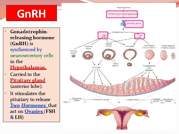 Gn. RH • Gonadotrophinreleasing hormone (Gn. RH) is synthesized by neurosecretory cells in the