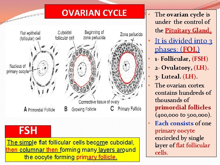 OVARIAN CYCLE • The ovarian cycle is under the control of the Pituitary Gland.