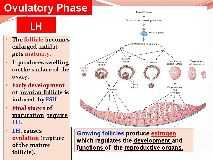 Ovulatory Phase LH • The follicle becomes enlarged until it gets maturity. • It