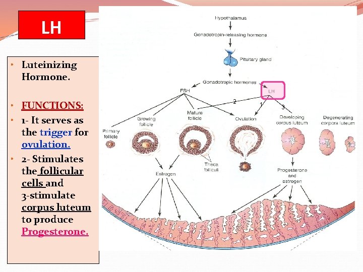 LH • Luteinizing Hormone. • FUNCTIONS: • 1 - It serves as the trigger