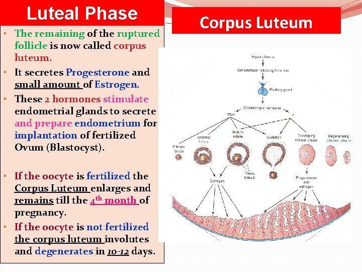 Luteal Phase • The remaining of the ruptured follicle is now called corpus luteum.