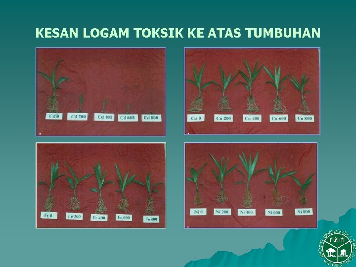 KESAN LOGAM TOKSIK KE ATAS TUMBUHAN 