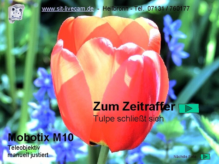 www. sit-livecam. de - Heilbronn - Tel. 07131 / 760177 Zum Zeitraffer Tulpe schließt