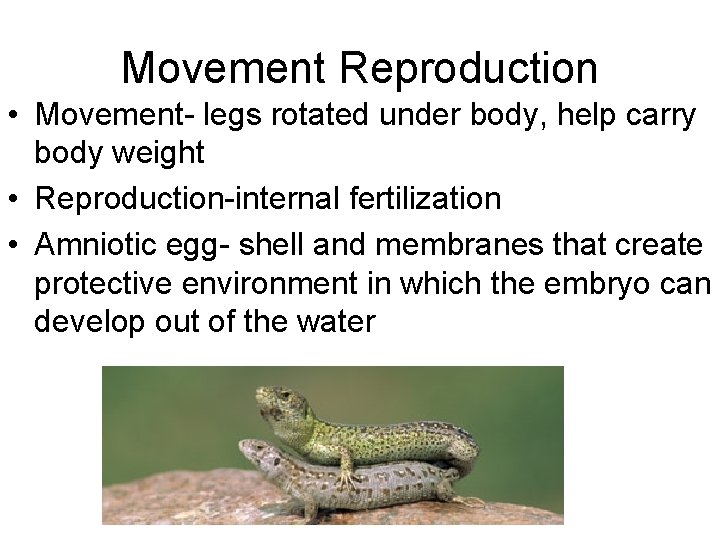 Movement Reproduction • Movement- legs rotated under body, help carry body weight • Reproduction-internal