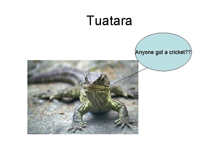 Tuatara Anyone got a cricket? ? 