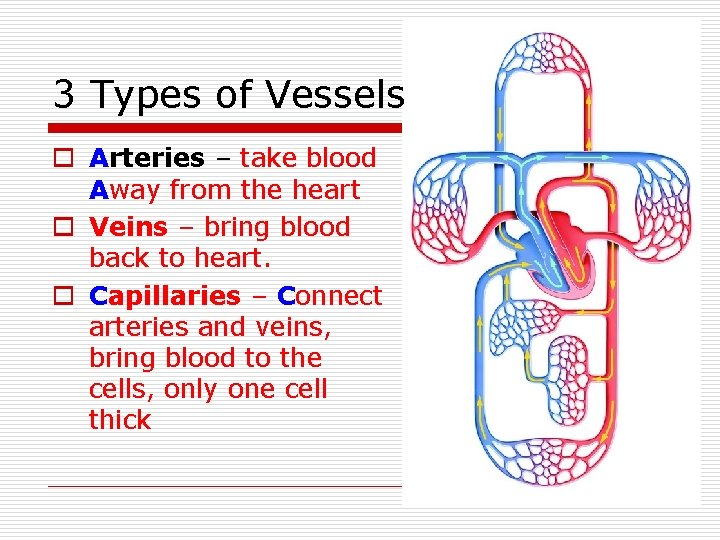 3 Types of Vessels o Arteries – take blood Away from the heart o