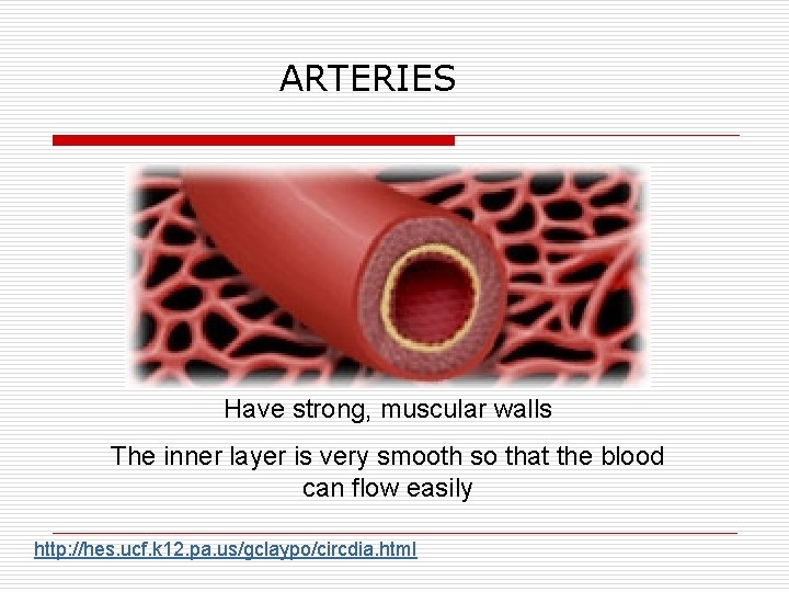 ARTERIES Have strong, muscular walls The inner layer is very smooth so that the