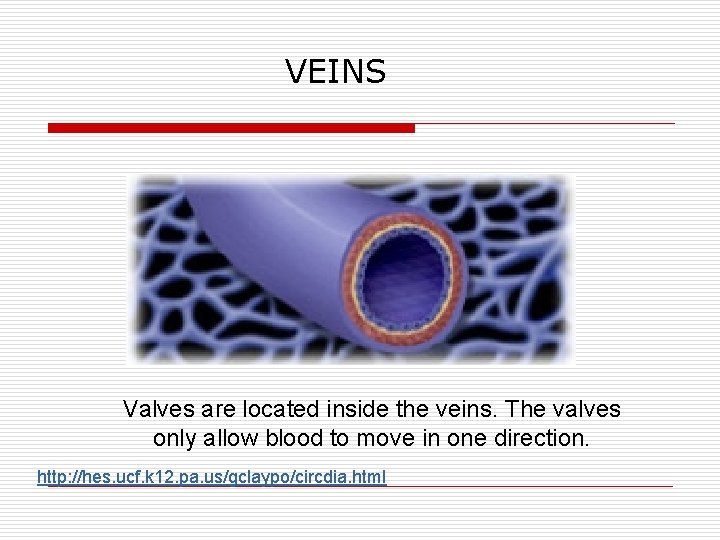 VEINS Valves are located inside the veins. The valves only allow blood to move