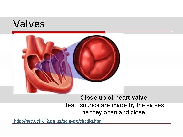 Valves Close up of heart valve Heart sounds are made by the valves as