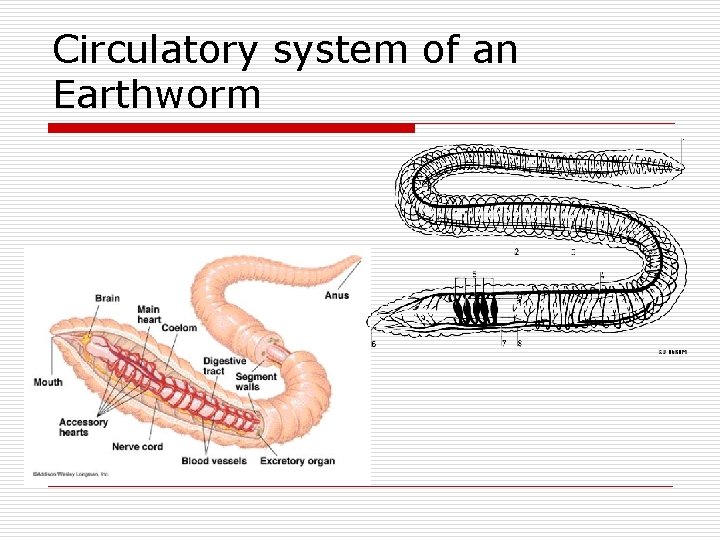 Circulatory system of an Earthworm 