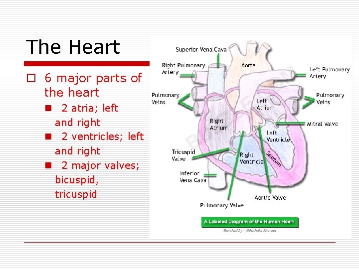 The Heart o 6 major parts of the heart n 2 atria; left and