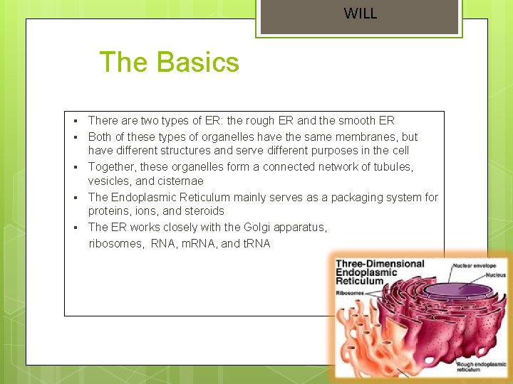 WILL The Basics § § § There are two types of ER: the rough