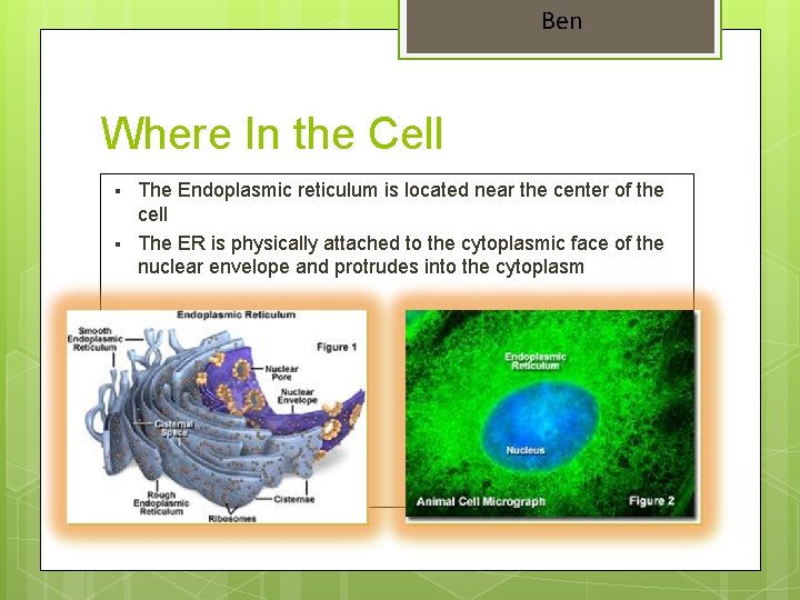 Ben Where In the Cell § § The Endoplasmic reticulum is located near the