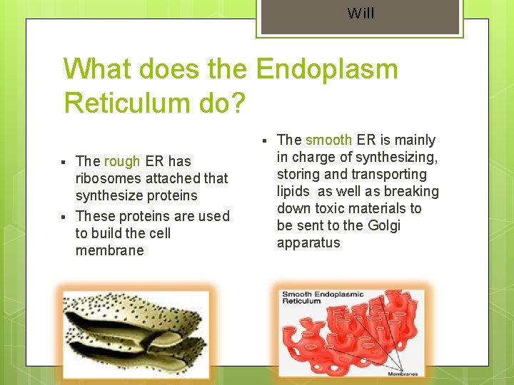Will What does the Endoplasm Reticulum do? § § § The rough ER has