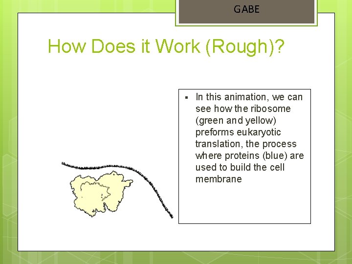 GABE How Does it Work (Rough)? § In this animation, we can see how