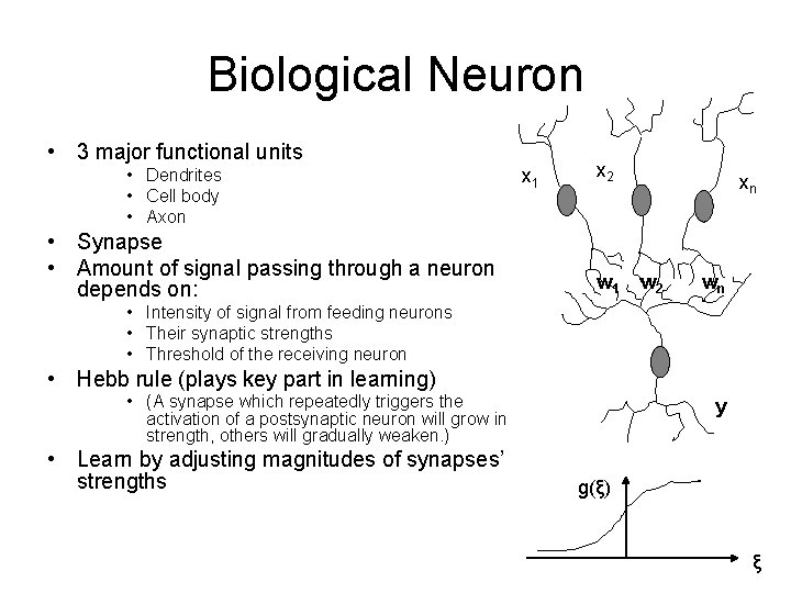 Biological Neuron • 3 major functional units • Dendrites • Cell body • Axon